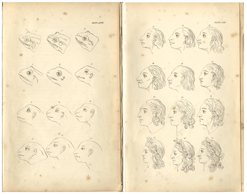 De la rana al Apolo Belvedere. Página del libro Ensayos sobre Fisiognomía de J. C. Lavater S. XVIII